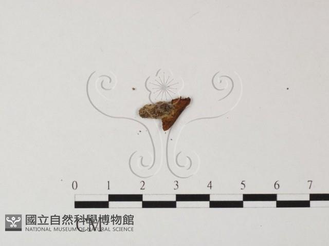 登錄號:F0001724藏品圖，第3張