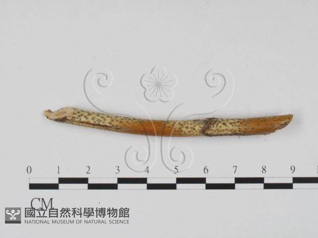 登錄號:F0011724藏品圖，第3張