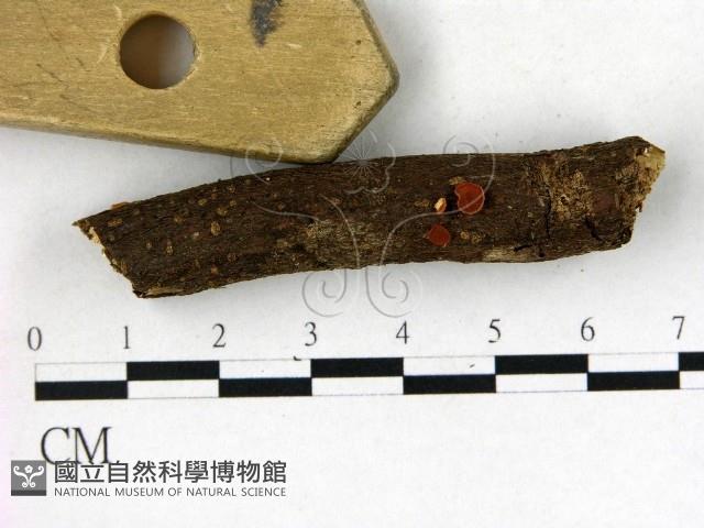 登錄號:F0022724藏品圖，第3張