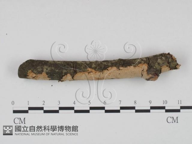 登錄號:F0002724藏品圖，第3張