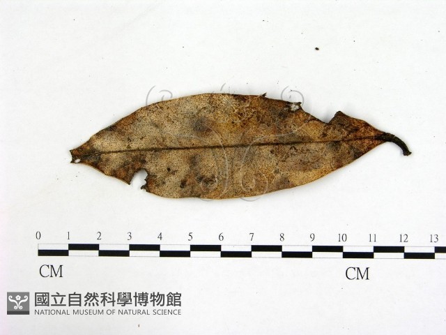 登錄號:F0007724藏品圖，第3張