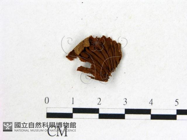 登錄號:F0017724藏品圖，第3張