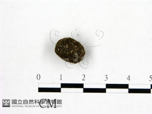 登錄號:F0005724藏品圖，第3張