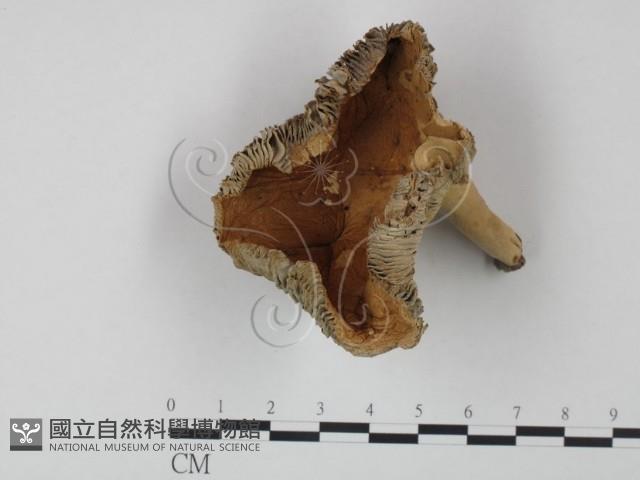 登錄號:F0009724藏品圖，第3張