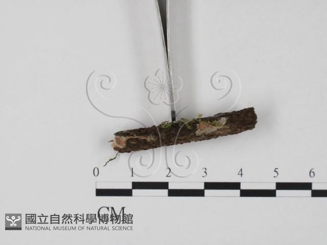 登錄號:F0019724藏品圖，第3張