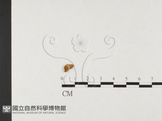 登錄號:F0023724藏品圖，第3張