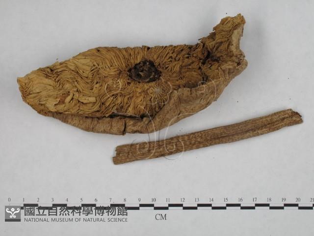 高大環柄菇藏品圖，第4張