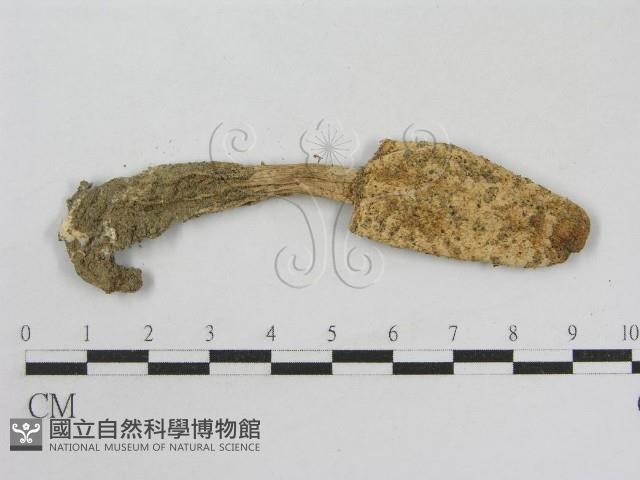 登錄號:F0008524藏品圖，第3張