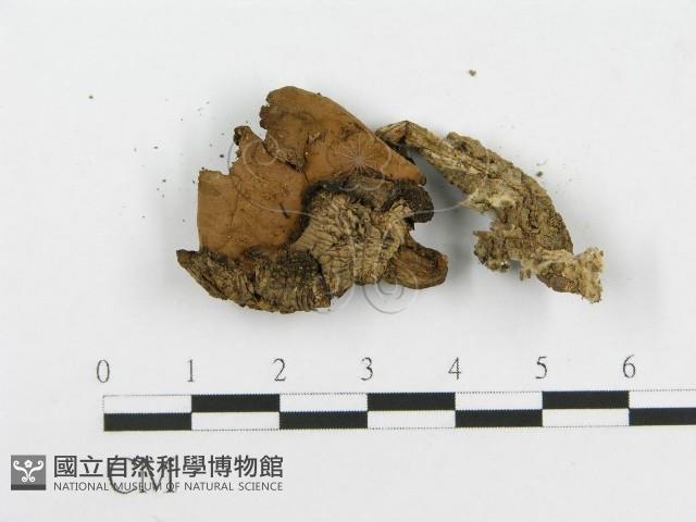 杯傘屬藏品圖，第3張