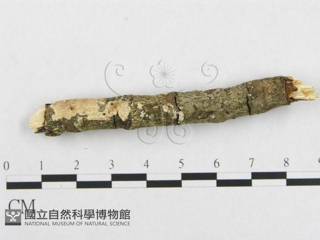 登錄號:F0000524藏品圖，第3張