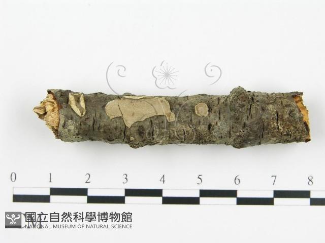 登錄號:F0010524藏品圖，第1張