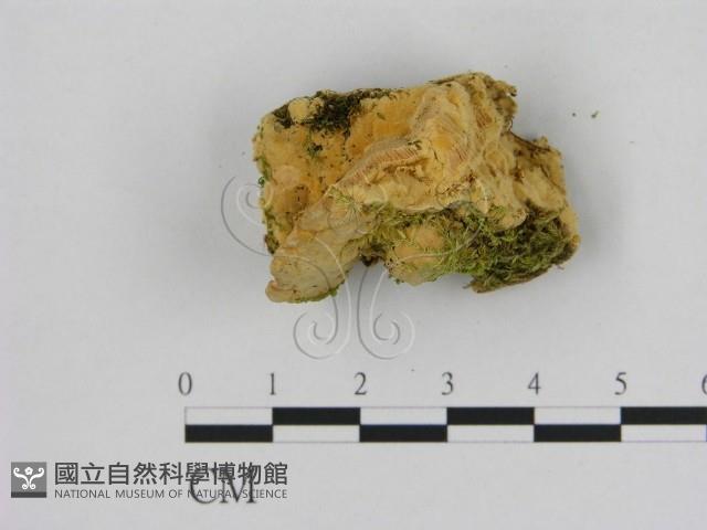 登錄號:F0006524藏品圖，第3張