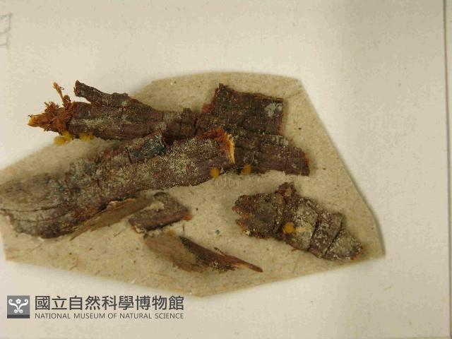 登錄號:F0021524藏品圖，第3張