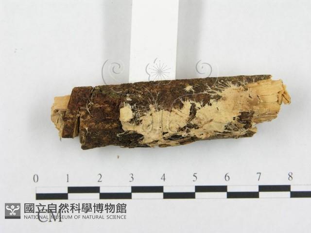 登錄號:F0001524藏品圖，第3張