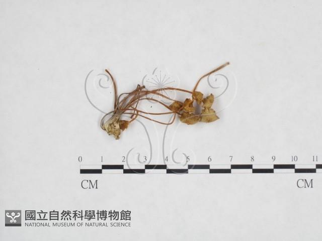 登錄號:F0024524藏品圖，第3張