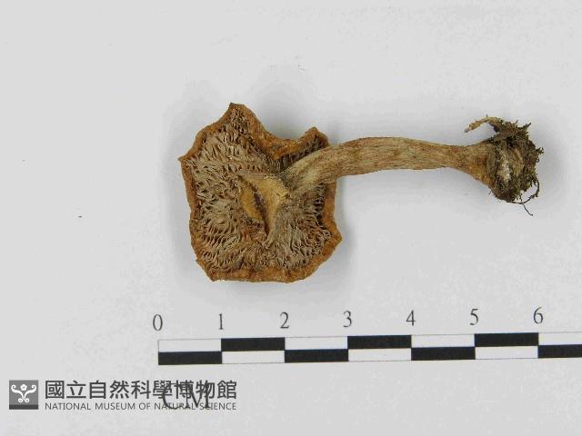 乳菇屬藏品圖，第3張