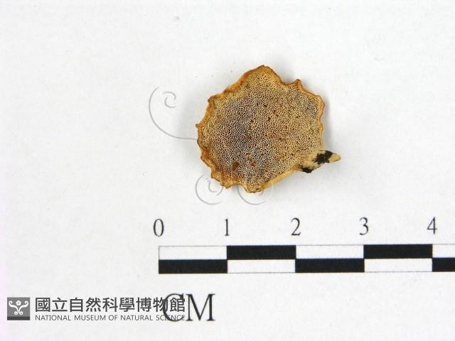 多孔菌屬藏品圖，第3張