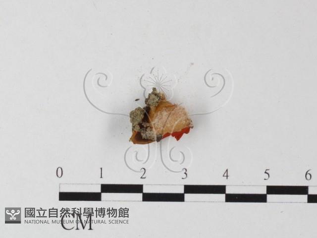 登錄號:F0012524藏品圖，第3張