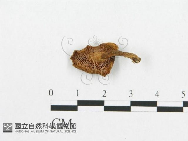 登錄號:F0007524藏品圖，第3張