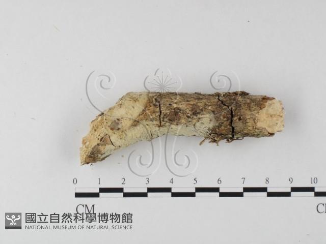 絲齒菌屬藏品圖，第3張