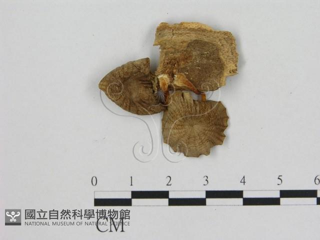 小菇屬藏品圖，第3張