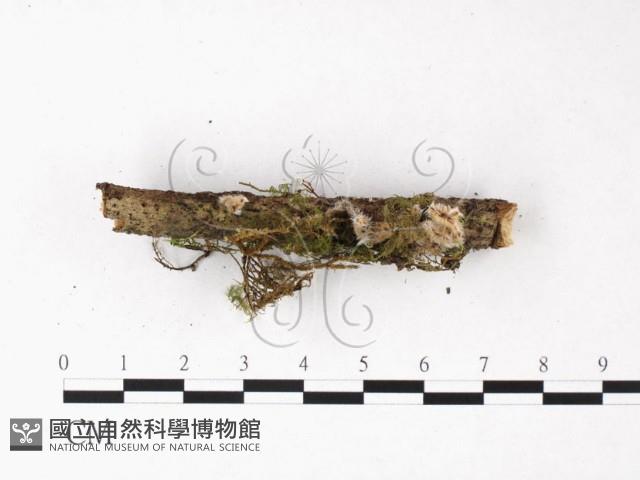 登錄號:F0015524藏品圖，第3張