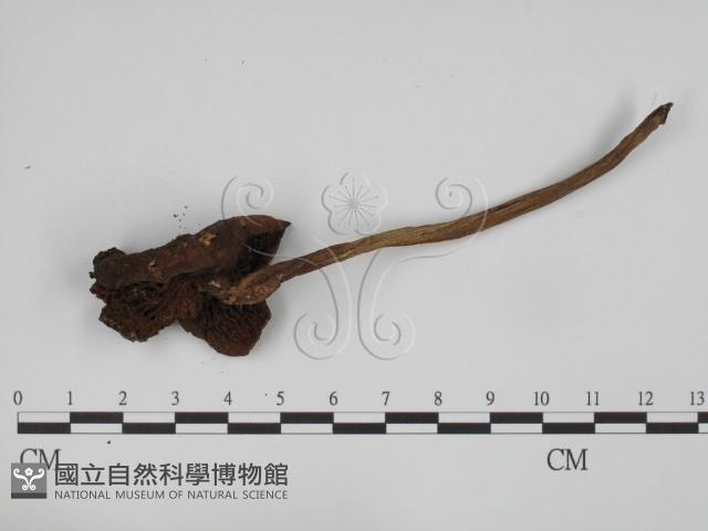 登錄號:F0023524藏品圖，第3張