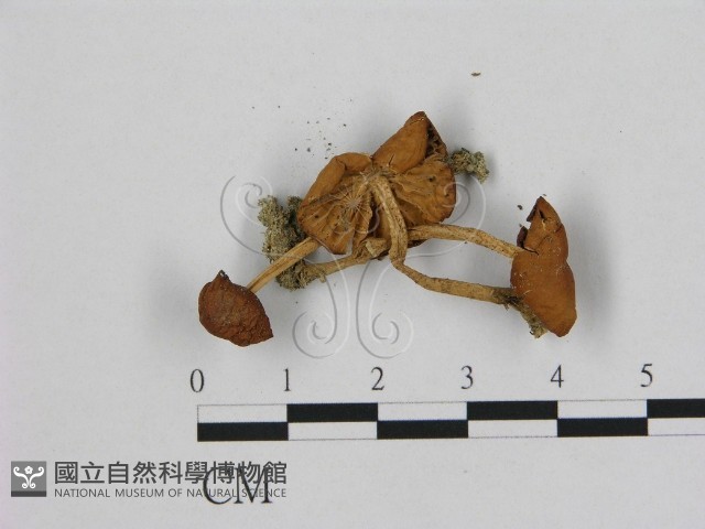 小皮傘屬藏品圖，第3張