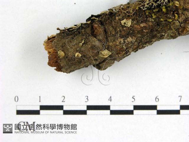 花耳屬藏品圖，第3張