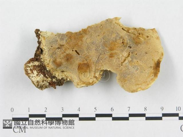 登錄號:F0008124藏品圖，第3張