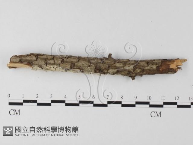 登錄號:F0020124藏品圖，第3張
