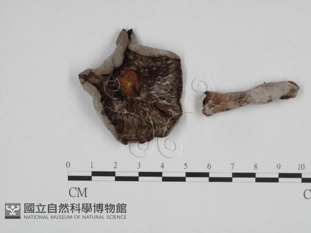 登錄號:F0010124藏品圖，第3張