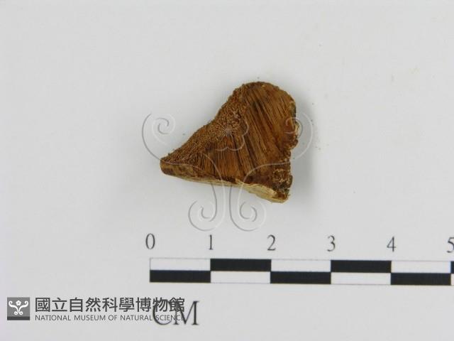 登錄號:F0006124藏品圖，第3張