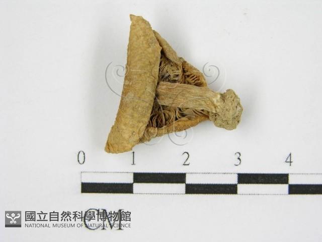 登錄號:F0011124藏品圖，第3張