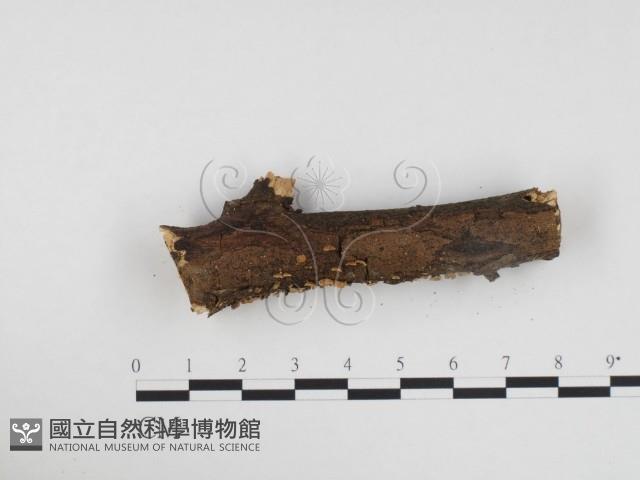 登錄號:F0024124藏品圖，第3張