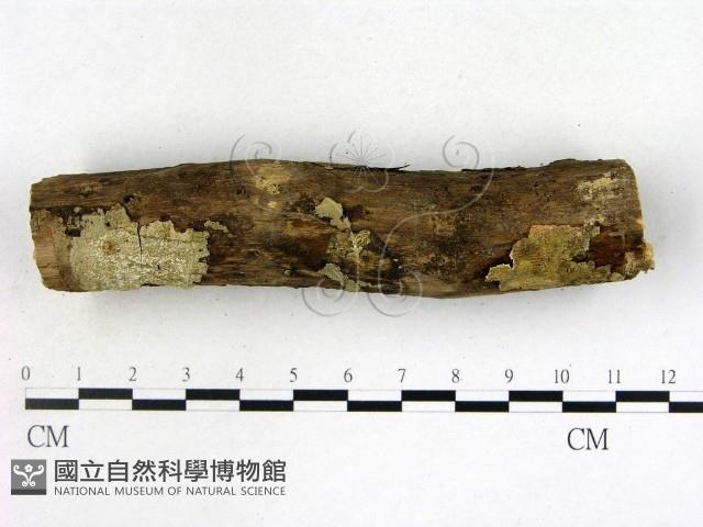 登錄號:F0022124藏品圖，第3張