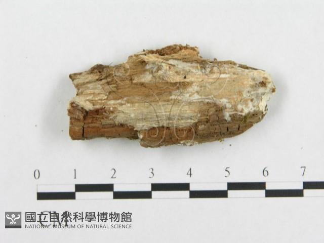 登錄號:F0007124藏品圖，第3張