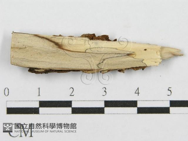 筍殼菌屬藏品圖，第3張