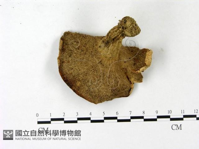 登錄號:F0023124藏品圖，第3張