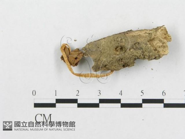 登錄號:F0013124藏品圖，第3張