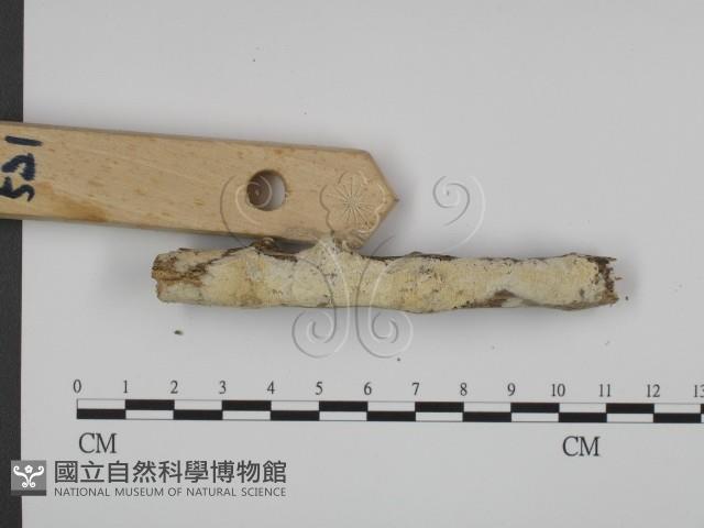 登錄號:F0010024藏品圖，第3張