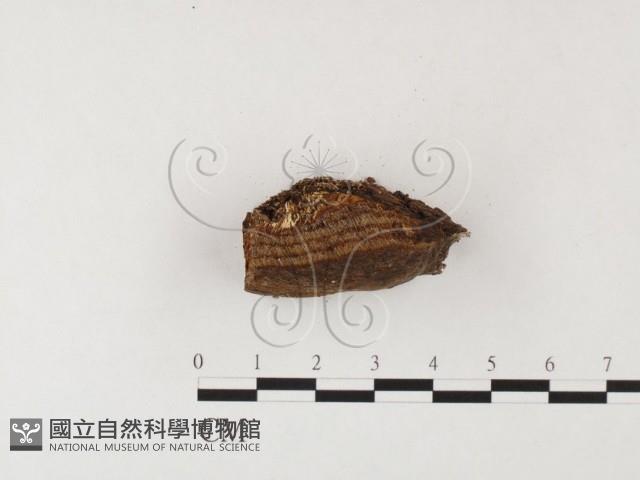 木層孔菌屬藏品圖，第3張
