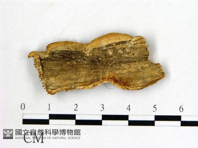 登錄號:F0006024藏品圖，第3張