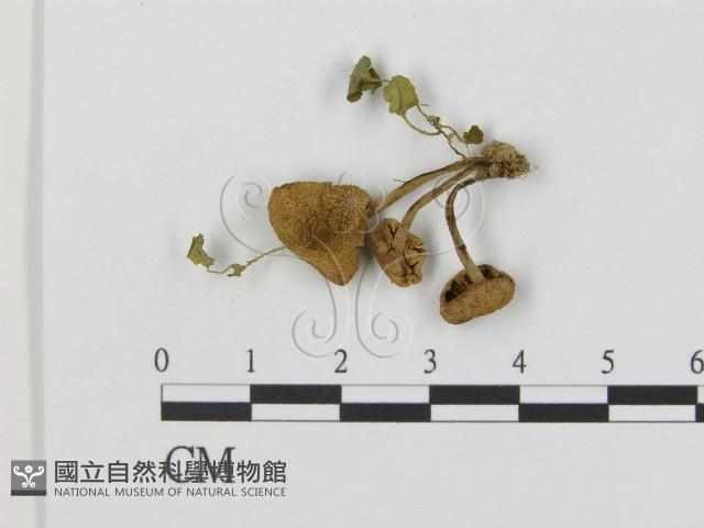 登錄號:F0016024藏品圖，第3張