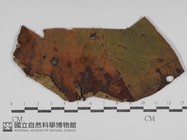 登錄號:F0031024藏品圖，第1張