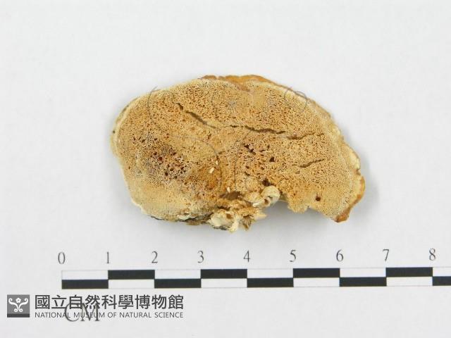 登錄號:F0014024藏品圖，第3張