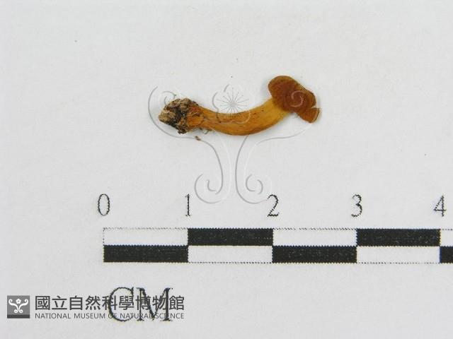 登錄號:F0002024藏品圖，第3張