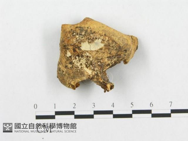 登錄號:F0007024藏品圖，第3張