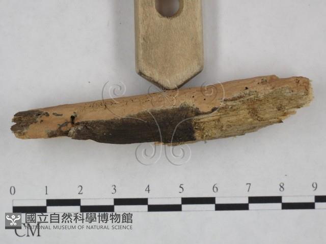 絲齒菌屬藏品圖，第3張