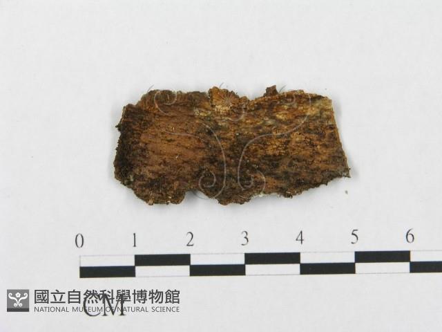 登錄號:F0005024藏品圖，第3張